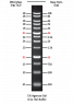 Azura PureView&trade; 1kb DNA Ladder 