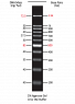 Azura PureView&trade; 100 bp DNA Ladder 