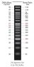 Azura PureView&trade; 50 bp DNA Ladder 