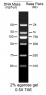 PureView PCR DNA Ladder